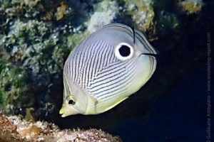 Poisson-papillon à quatre yeux