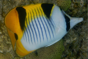 Chaetodon falcula