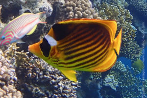 Diagonal butterflyfish