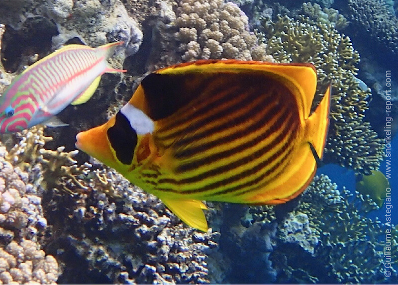 Diagonal butterflyfish