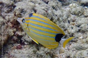 Poisson-papillon à raies bleues