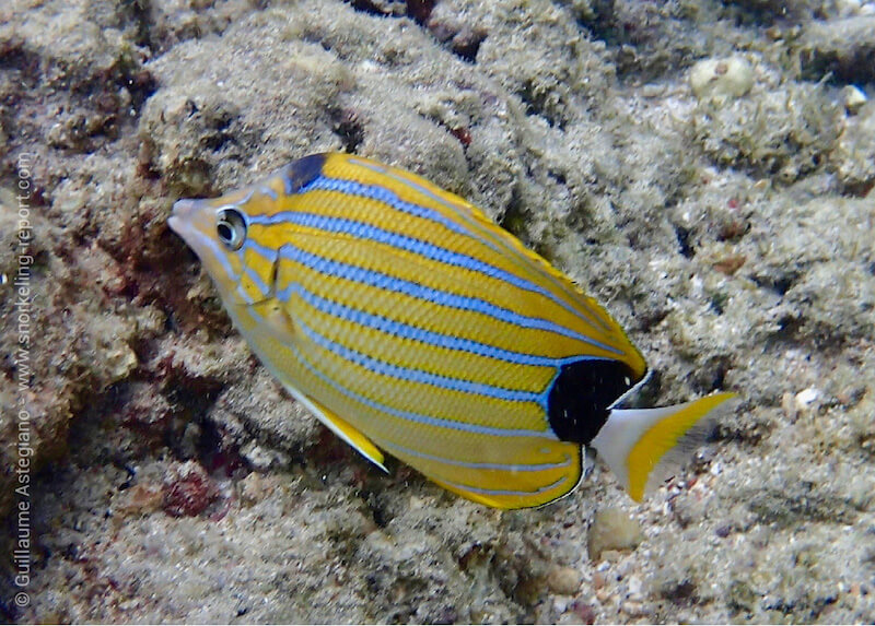 Poisson-papillon à raies bleues