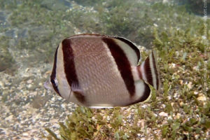 Poisson-papillon à trois bandes