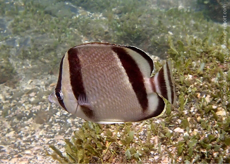 Poisson-papillon à trois bandes