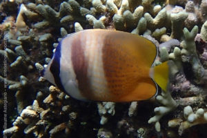 Sunburst butterflyfish