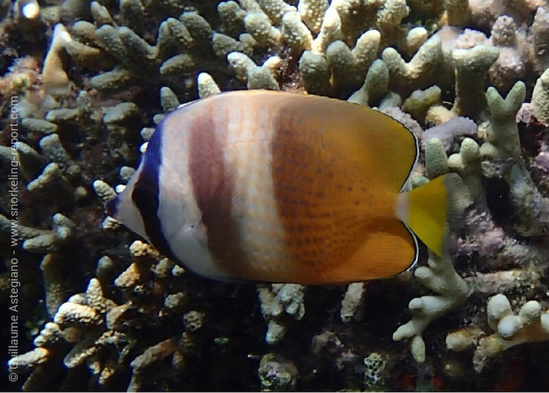 Sunburst butterflyfish