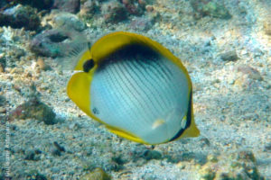 Blackback butterflyfish