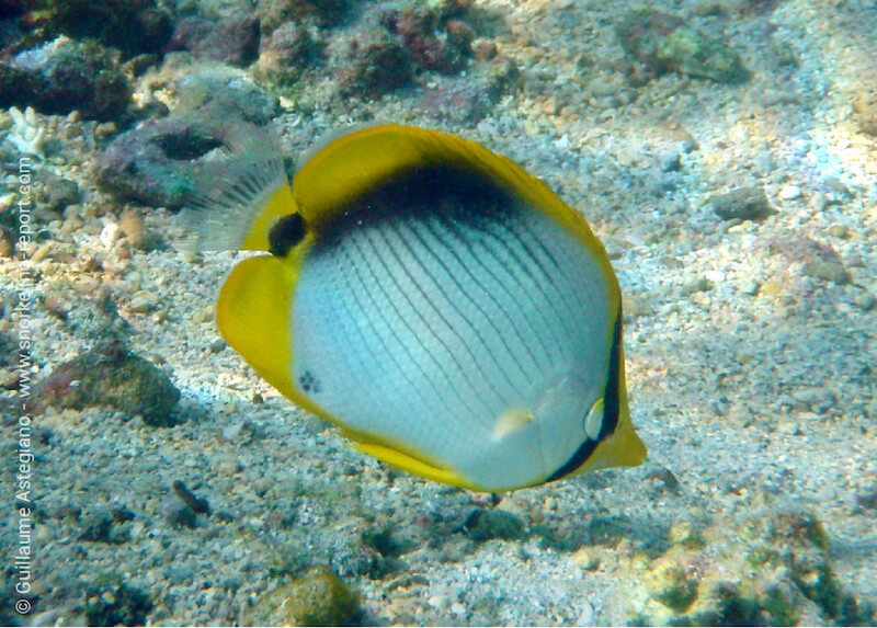 Blackback butterflyfish