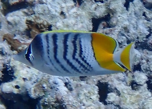 Chaetodon mertensii