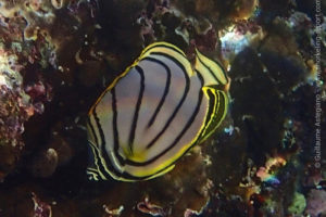 Scrawled butterflyfish