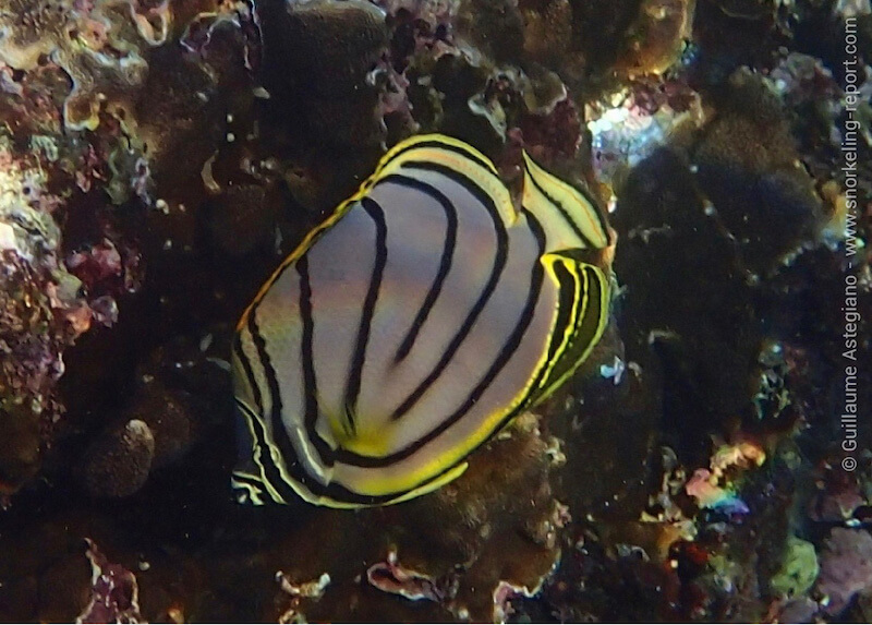 Scrawled butterflyfish