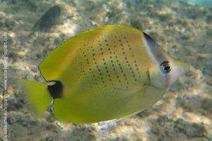 Poisson-papillon grain de millet