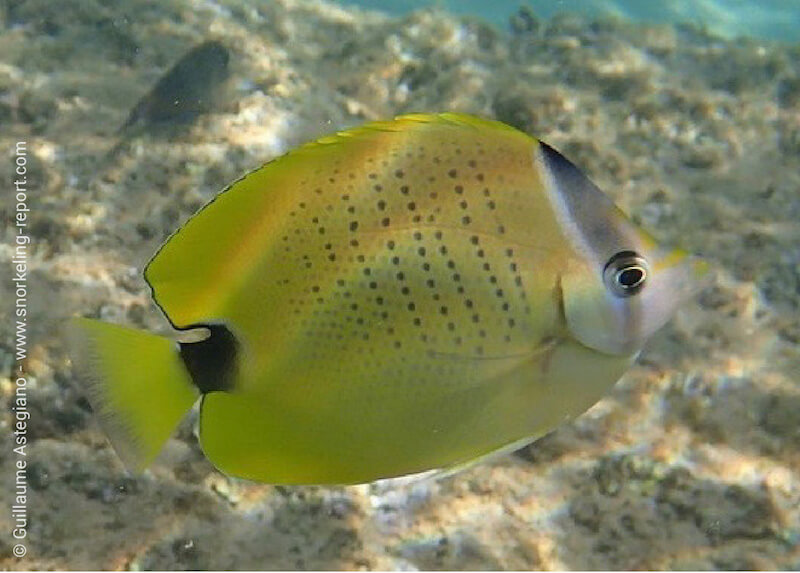 Poisson-papillon grain de millet