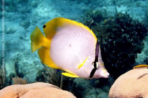 Spotfin butterflyfish