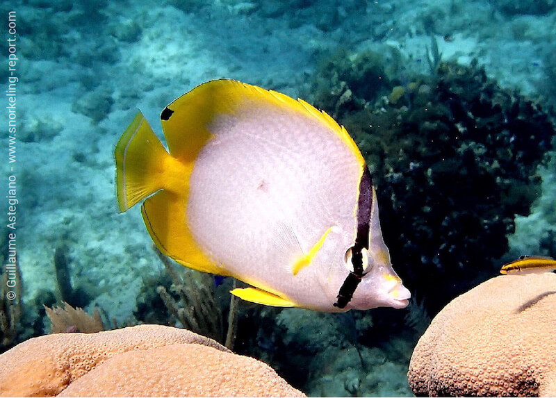 Spotfin butterflyfish