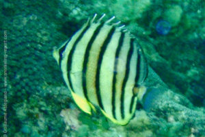 Poisson-papillon à huit bandes