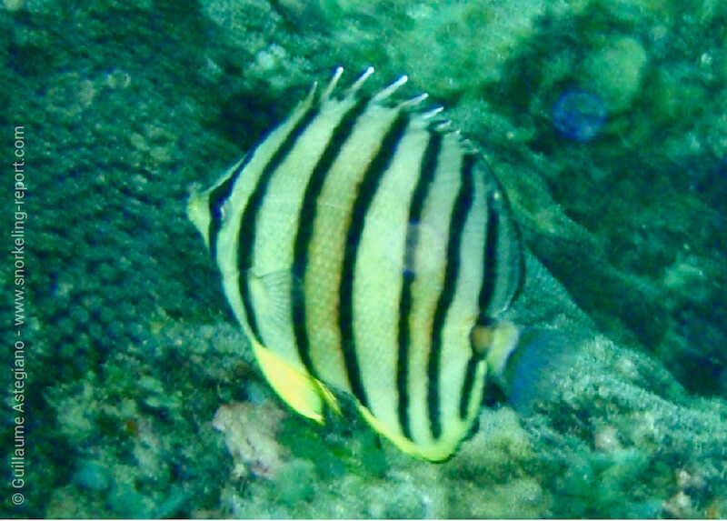 Eightband butterflyfish