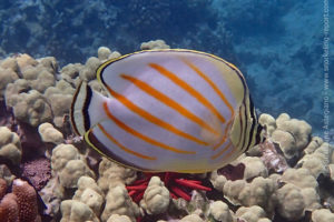 Ornate butterflyfish