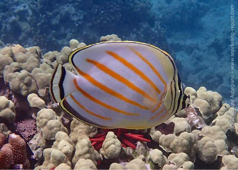 Ornate butterflyfish
