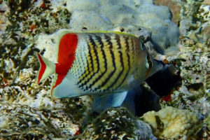 Eritrean butterflyfish