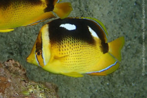 Fourspot butterflyfish