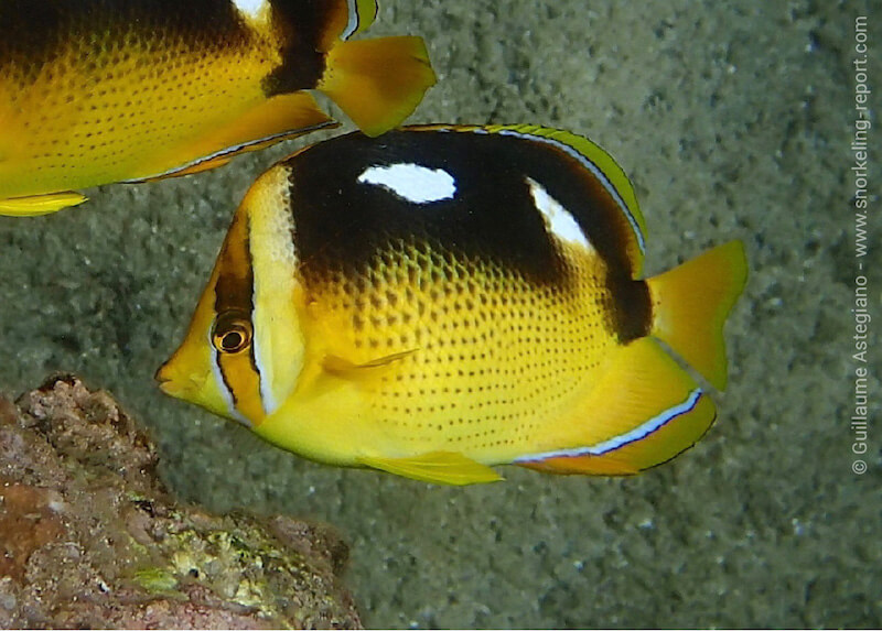 Fourspot butterflyfish