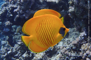 Poisson-papillon jaune