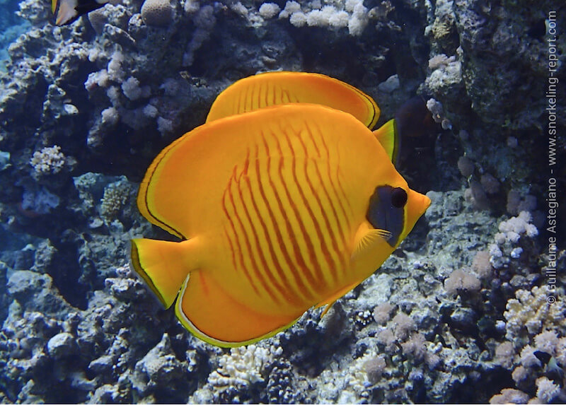 Bluecheek butterflyfish