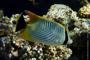 Poisson-papillon à chevrons