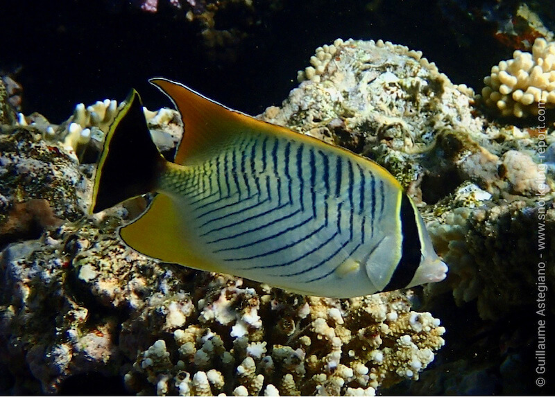 Chevron butterflyfish