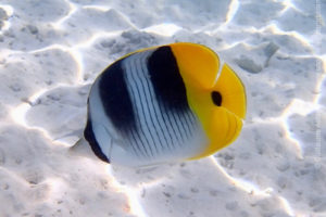 Double-saddle butterflyfish