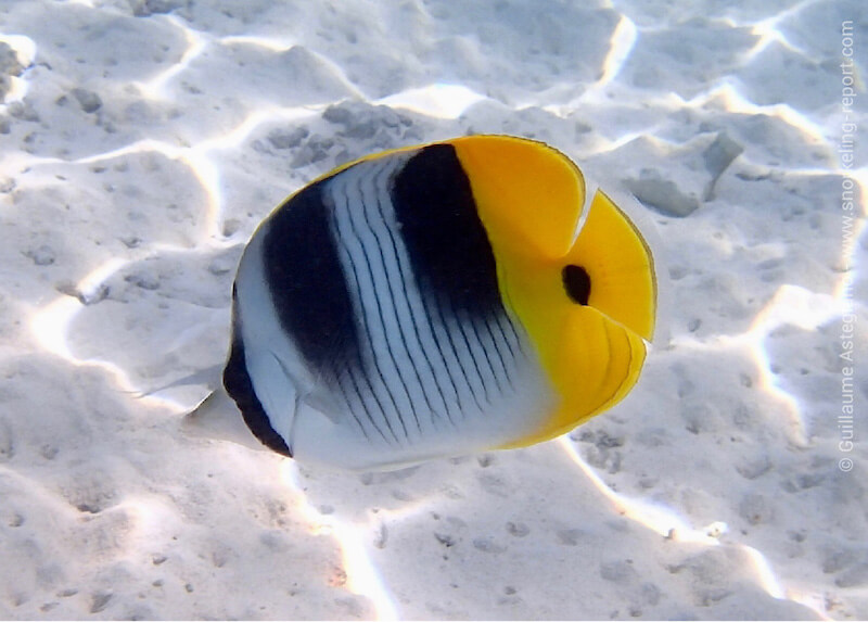 Double-saddle butterflyfish
