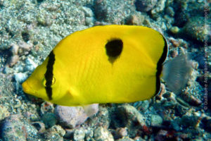 Poisson-papillon larme de l'Océan Indien