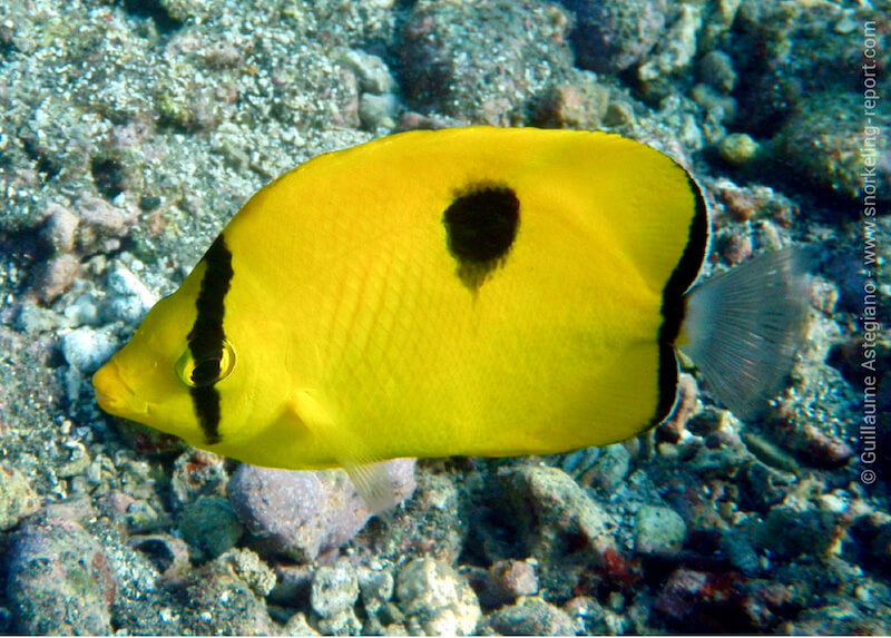 Indian Ocean teardrop butterflyfish