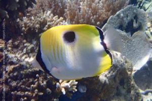 Teardrop butterflyfish