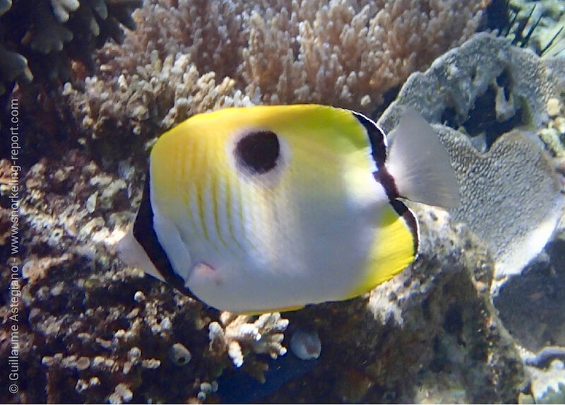 Teardrop butterflyfish