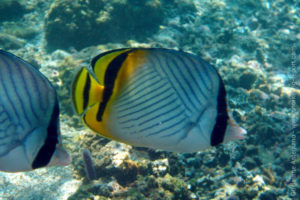 Vagabond butterflyfish