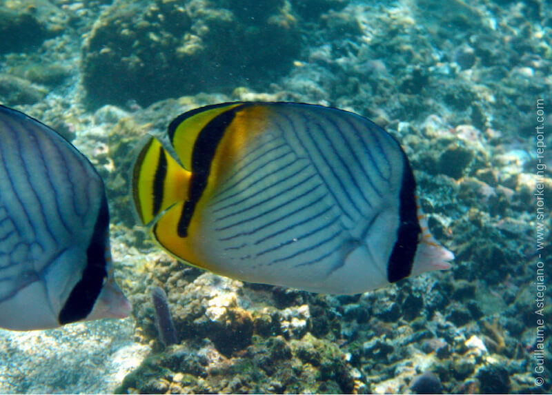 Vagabond butterflyfish