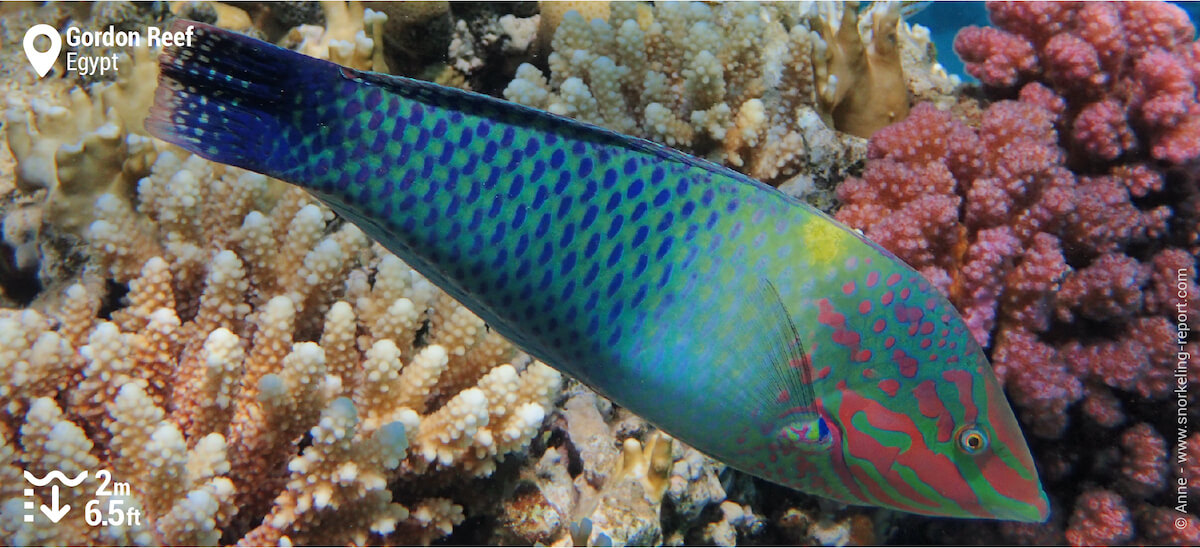 Checkerboard wrasse terminal phase