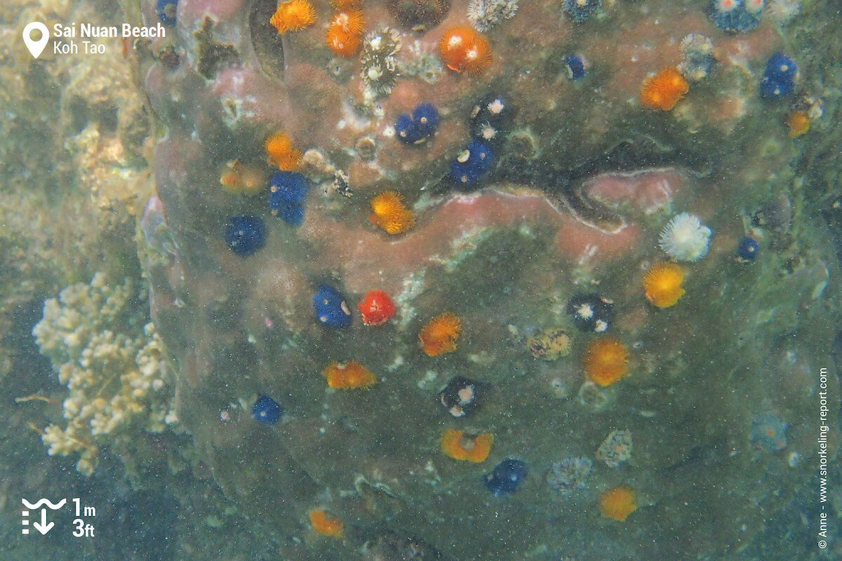 Christmas tree worms in Sai Nuan Beach