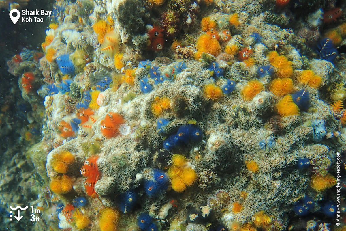 Christmas tree worms in Shark Bay