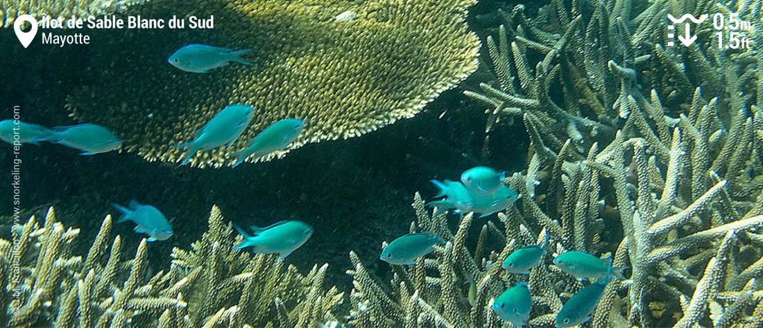 Chromis bleu-vert et acropora à l'îlot de Sable Blanc du Sud