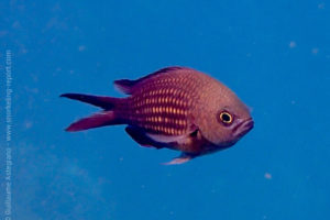 chromis-chromis