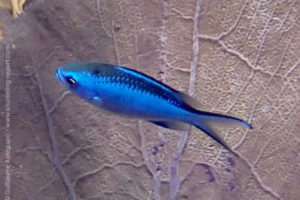 Blue chromis