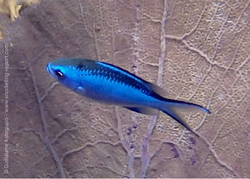 Blue chromis