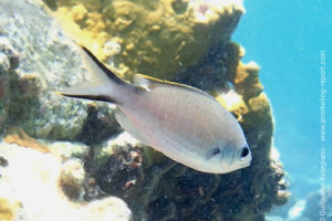 Chromis multilineata