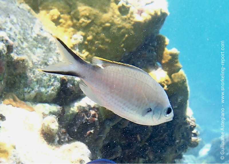 Chromis multilineata