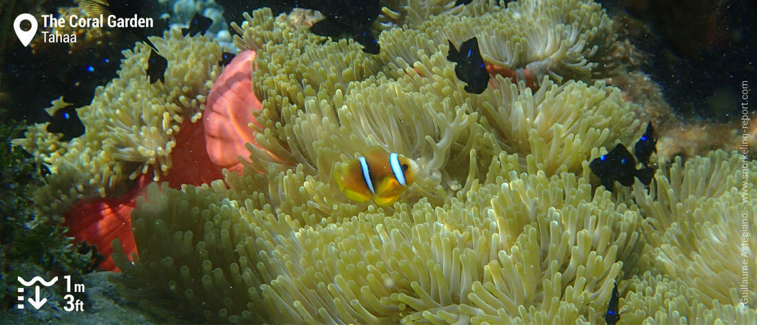 Snorkeling with clownfish in Tahaa's Coral Garden