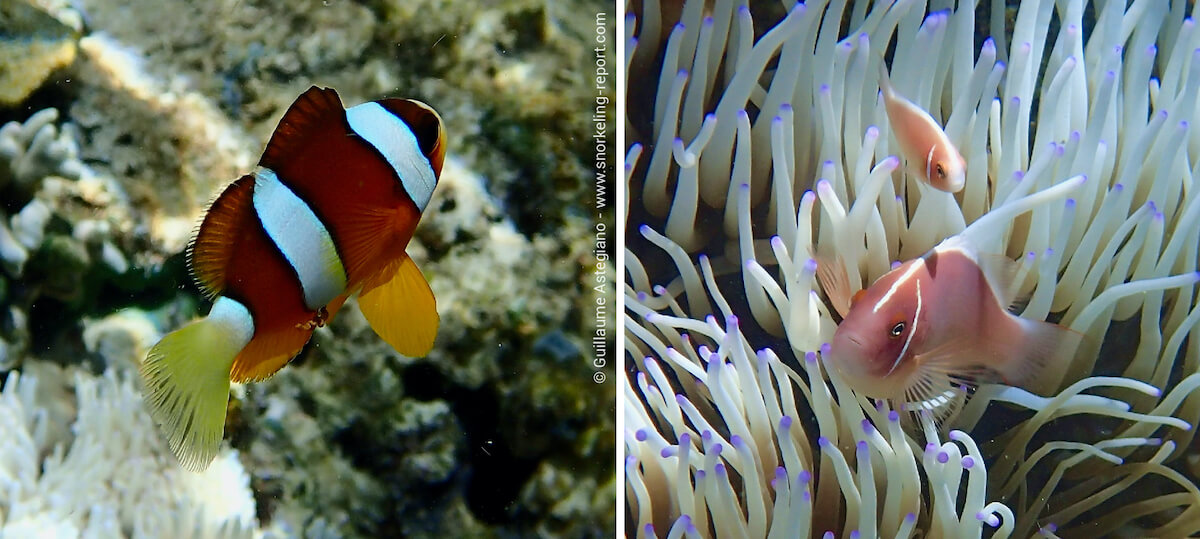 Clownfish species Indonesia