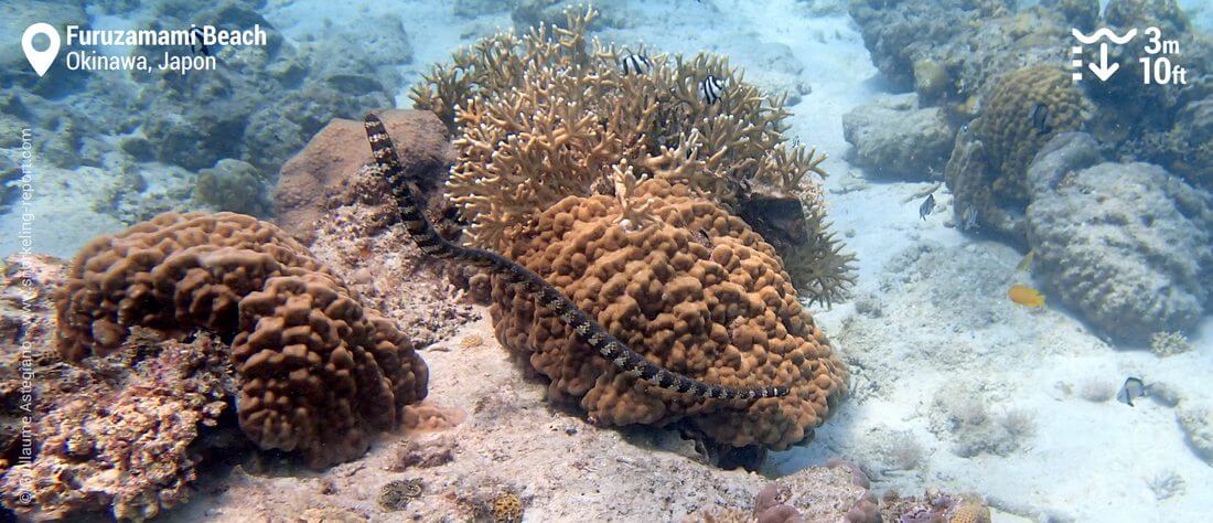 Cobra de mer à Furuzamami